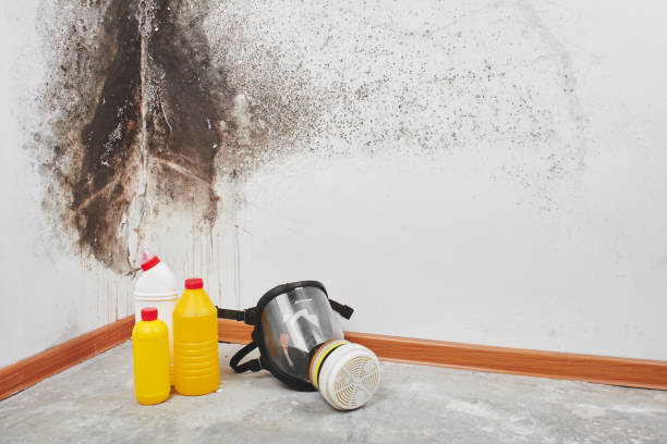 Best Localized Mold Remediation (e.g., coastal areas, humid climates) in Mcgregor, TX