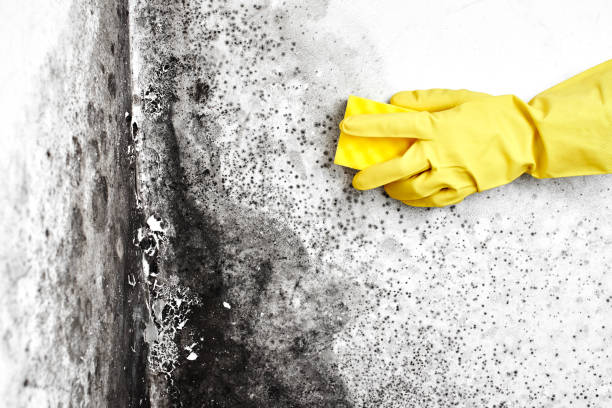 Best White Mold Remediation in Mcgregor, TX