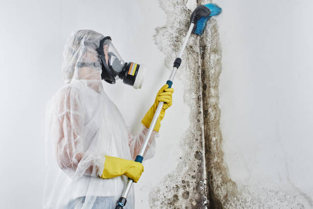 Best Preventive Mold Services in Mcgregor, TX