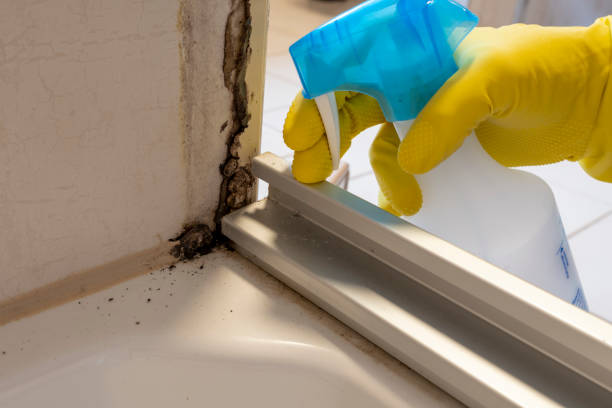 Best Commercial Mold Remediation in Mcgregor, TX
