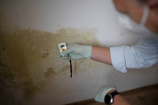 Best Attic Mold Remediation in Mcgregor, TX