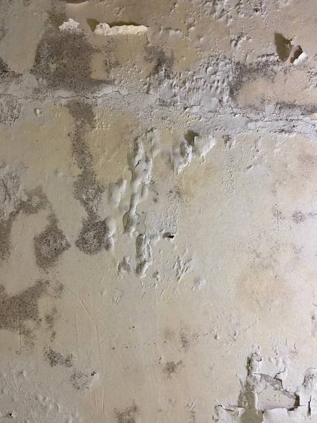 Best Black Mold Remediation in Mcgregor, TX