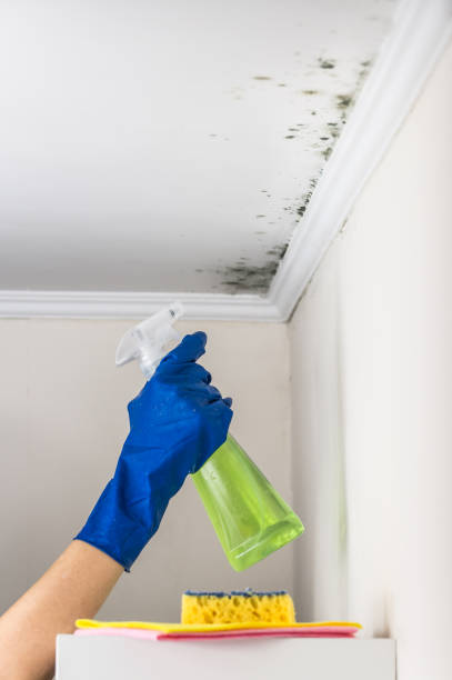 Trusted Mcgregor, TX Mold Remediation Experts